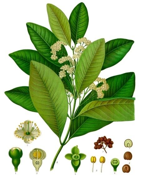 Pimento (Allspice)